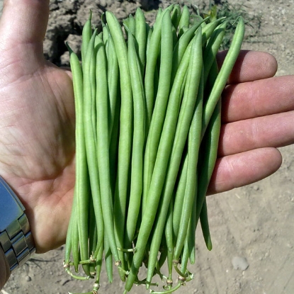 Picture of Organic Dwarf French Bean Faraday